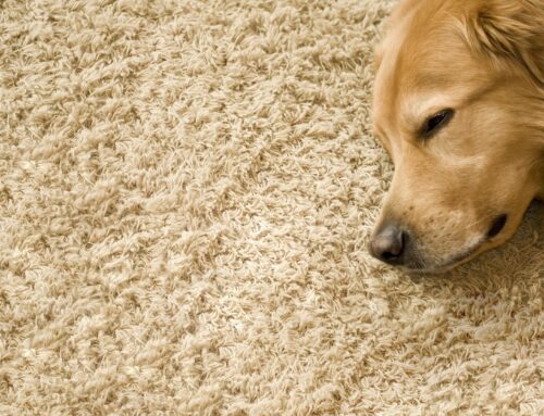 The Ultimate Guide to Prolonging Your Carpet’s Lifespan in Denton, Texas