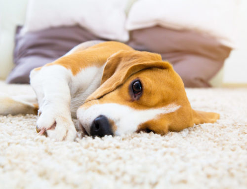 Pet-Friendly Carpet Cleaning Solutions for Denton Homes