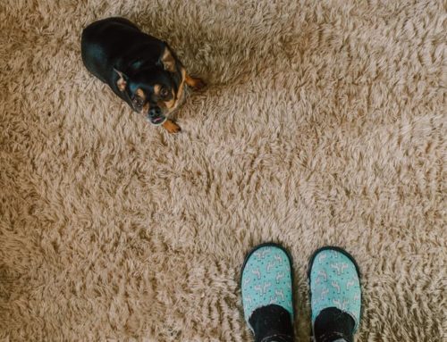 Winter Carpet Cleaning Tips for Denton Homeowners