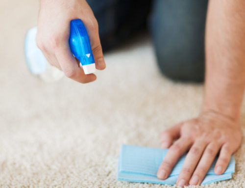 5 Carpet Cleaning Tips for Homeowners With Pets