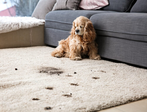 Dirty Carpets Got You Down? Debating Between Dishing Out for Professionals or DIY Rental Machines?